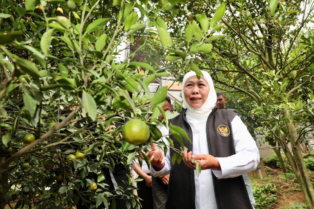 Gubernur Jatim Khofifah Optimis, Wisata Petik Jeruk 55 Jadi Ikon Baru Wisata di Kota Batu