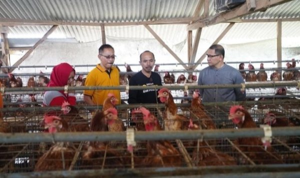 Pj. Wali Kota Batu Aries Bersama Kadis Pertanian Tinjau Peternakan Ayam di Junrejo