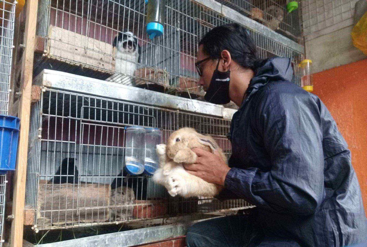 Beternak Kelinci Holland Lop, Dian: Butuh Ketelatenan dan Kesabaran Ekstra