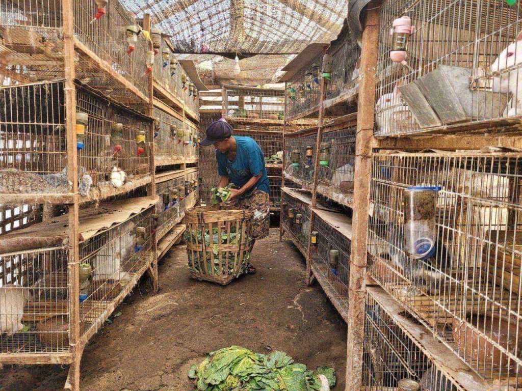 Kenaikan Harga BBM, Putra Aditya: Sangat Berdampak Kepada Para Peternak Kelinci di Kota Batu