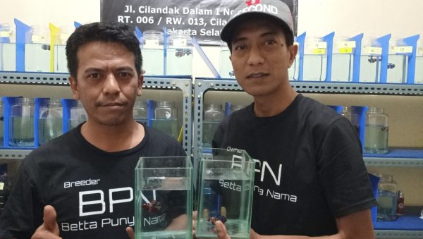 Penjual Ikan Cupang Sebut Instagram Jadi Dewi Fortuna Kala Pandemi