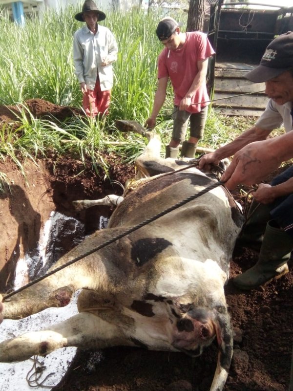 Puluhan Sapi Mati Mendadak, Polsek Junrejo Imbau Peternak Bersihkan Kandang