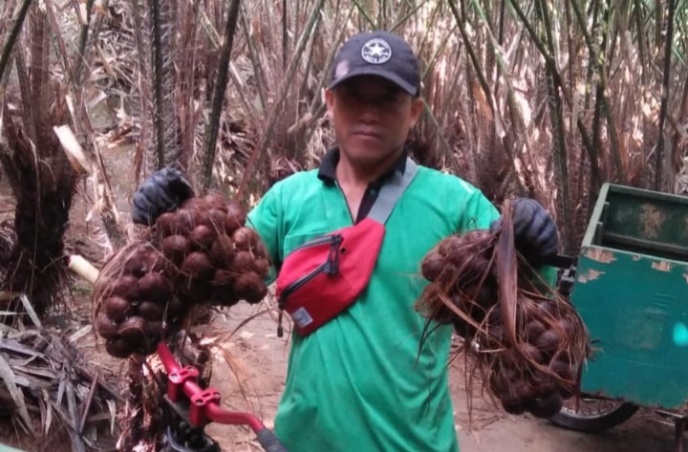 Bertahan Saat Pandemi, Petani Dampit Budidaya Salak Semi Organik