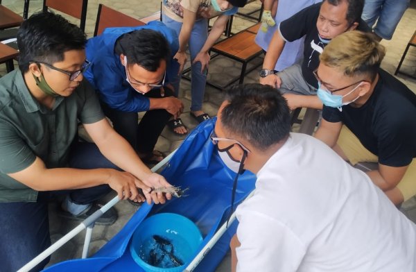 Melawan Keterpurukan Ekonomi Kala Pandemi, Sukses Budidaya Lobster Air Tawar