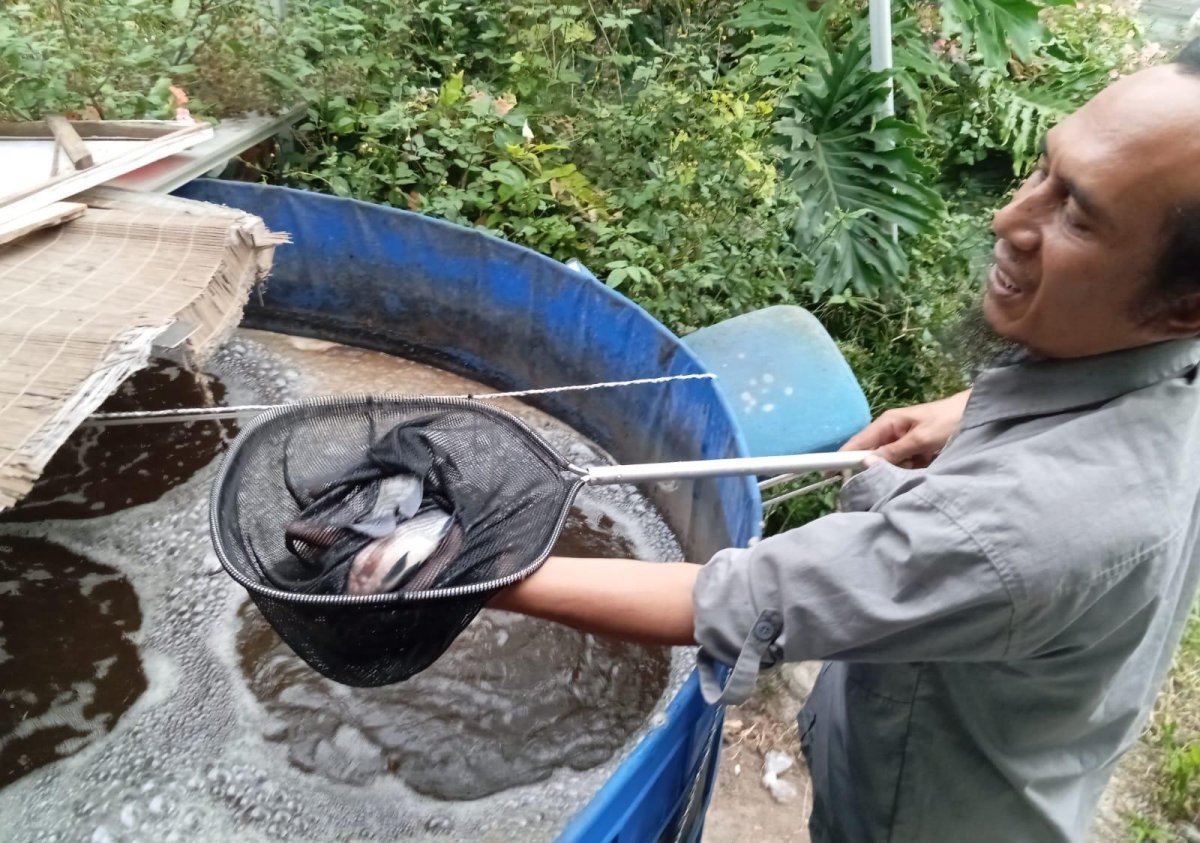 Budidaya Ikan Nila Teknologi Biofloc Program dari Dinas Pertanian dan Ketahan Pangan, Jadi Penghasilan Tambahan