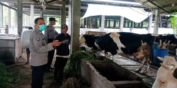 Monitoring Peternakan dan Antisipasi Wabah PMK, Polres Batu Terjunkan Bhabinkamtibmas