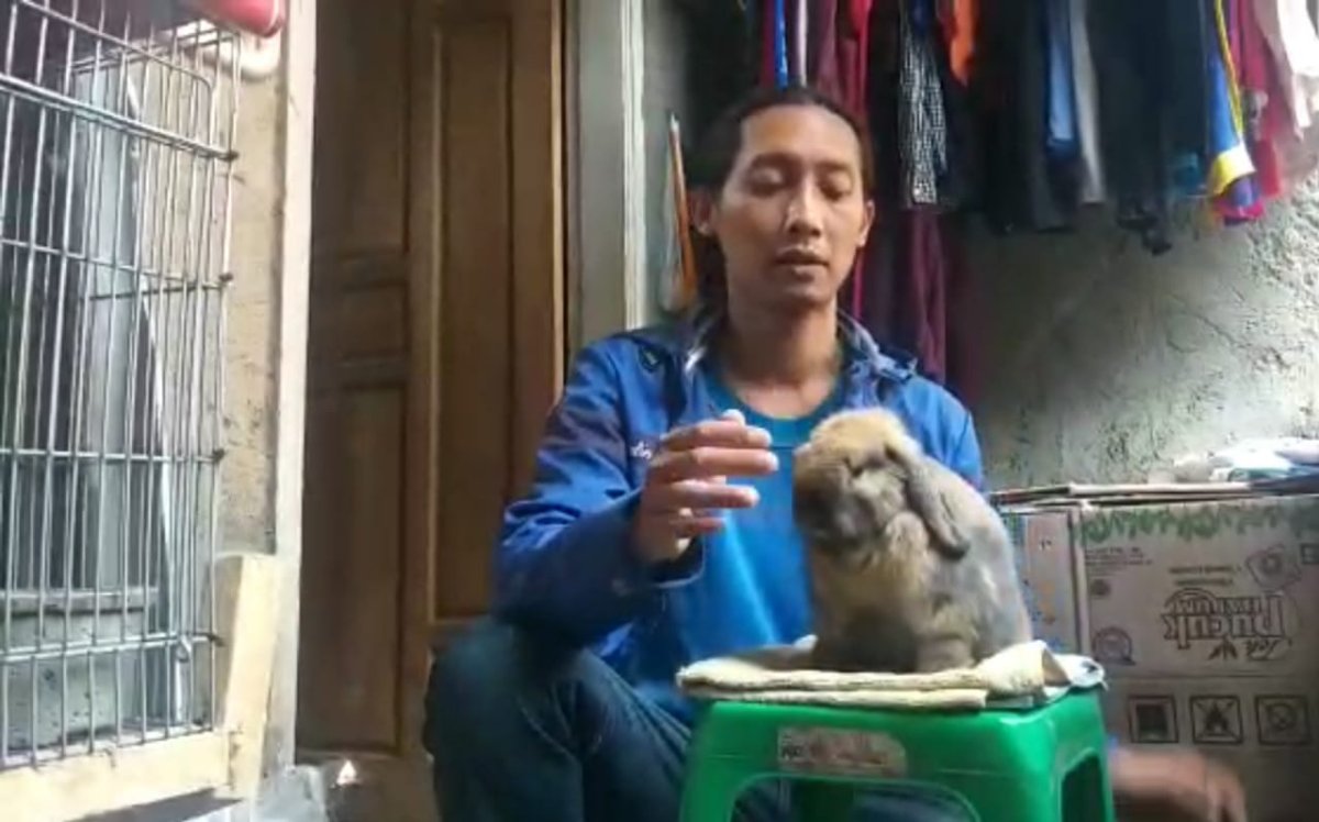 Penyebab dan Cara Mengatasi Bulu Kelinci yang Rontok