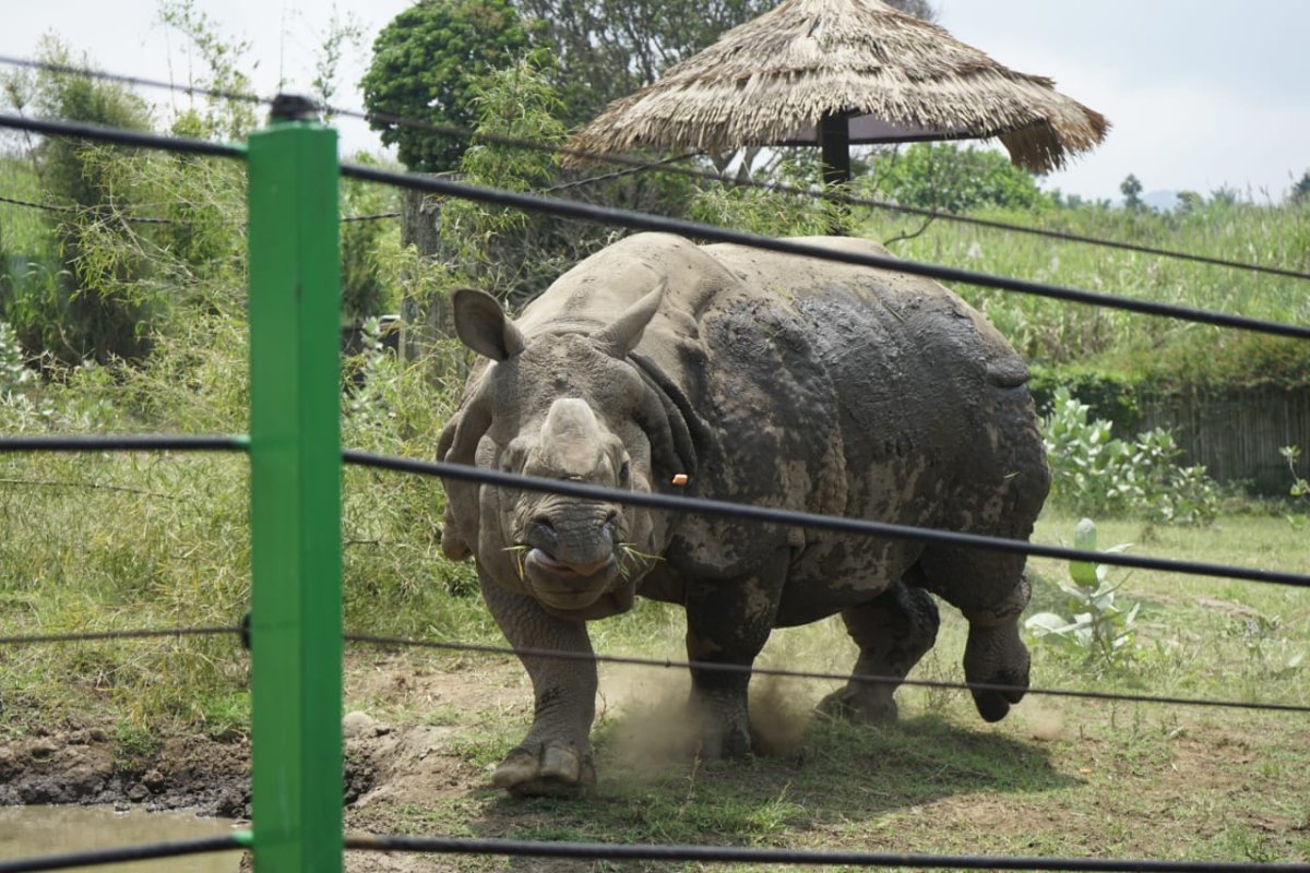 Peringati Hari Badak Sedunia, Batu Secret Zoo JTP 2 Gelar Spesial Challenge
