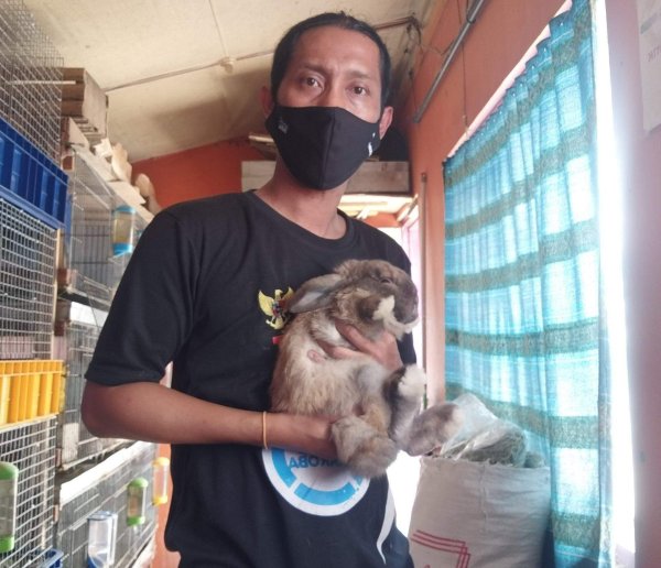 Memelihara Kelinci Jenis Holland Lop, Dian: Begini Caranya Bagi Pemula